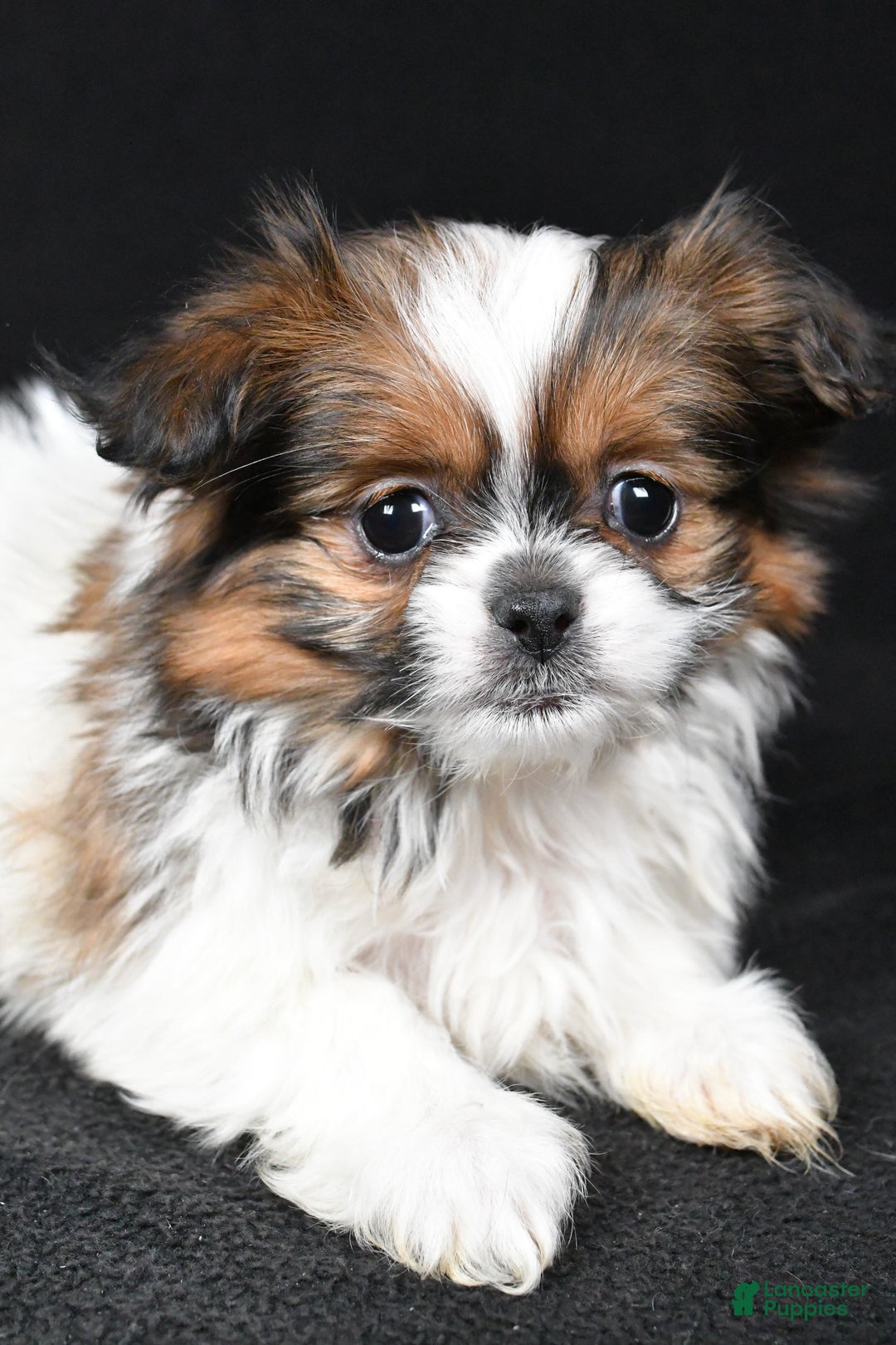 Mixed Breed dogs for sale: Anson - Ad 5