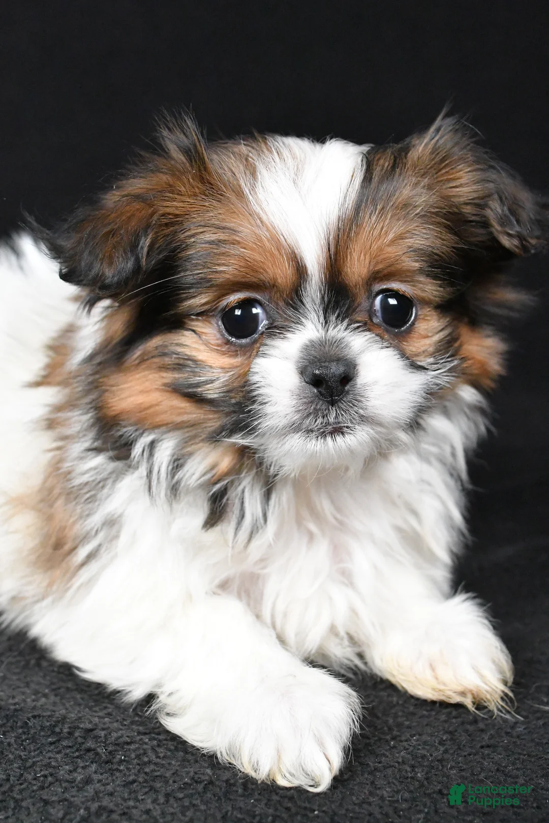 Mixed Breed dogs for sale: Anson - Ad 6