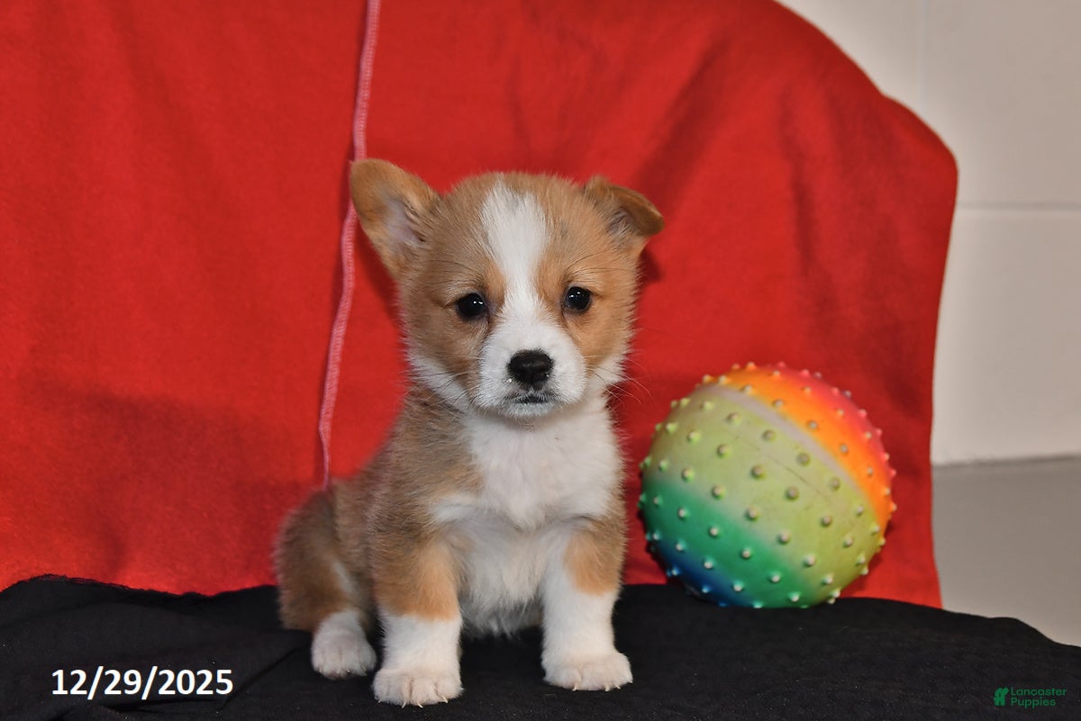 Welsh Corgi Pembroke dogs Carly - Ad 7