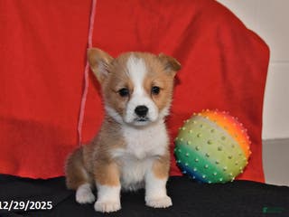 Welsh Corgi Pembroke dogs Carly - Ad 29