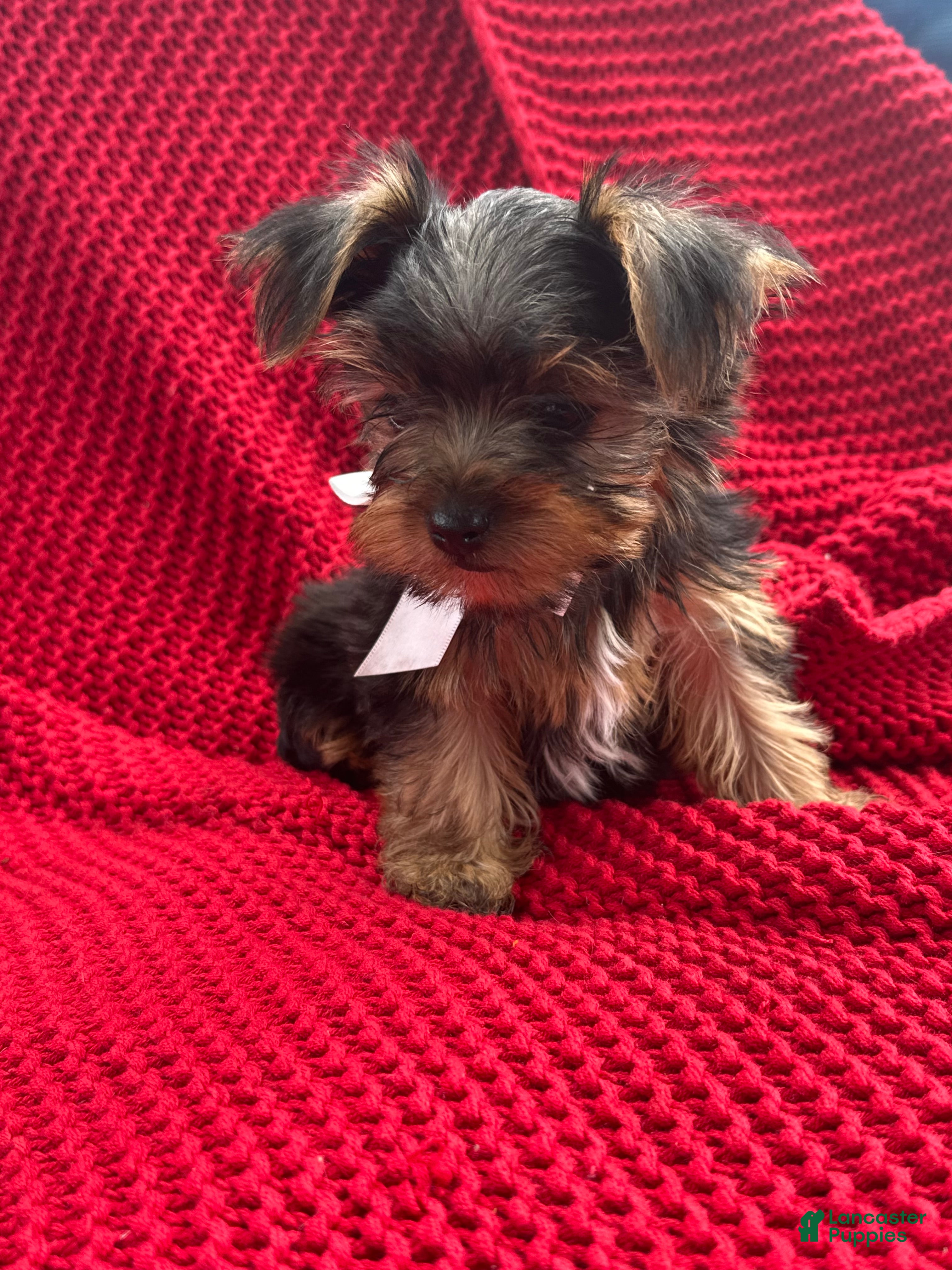 Yorkshire Terrier dogs Yorkshire Terrier Puppy 2 - Ad 12