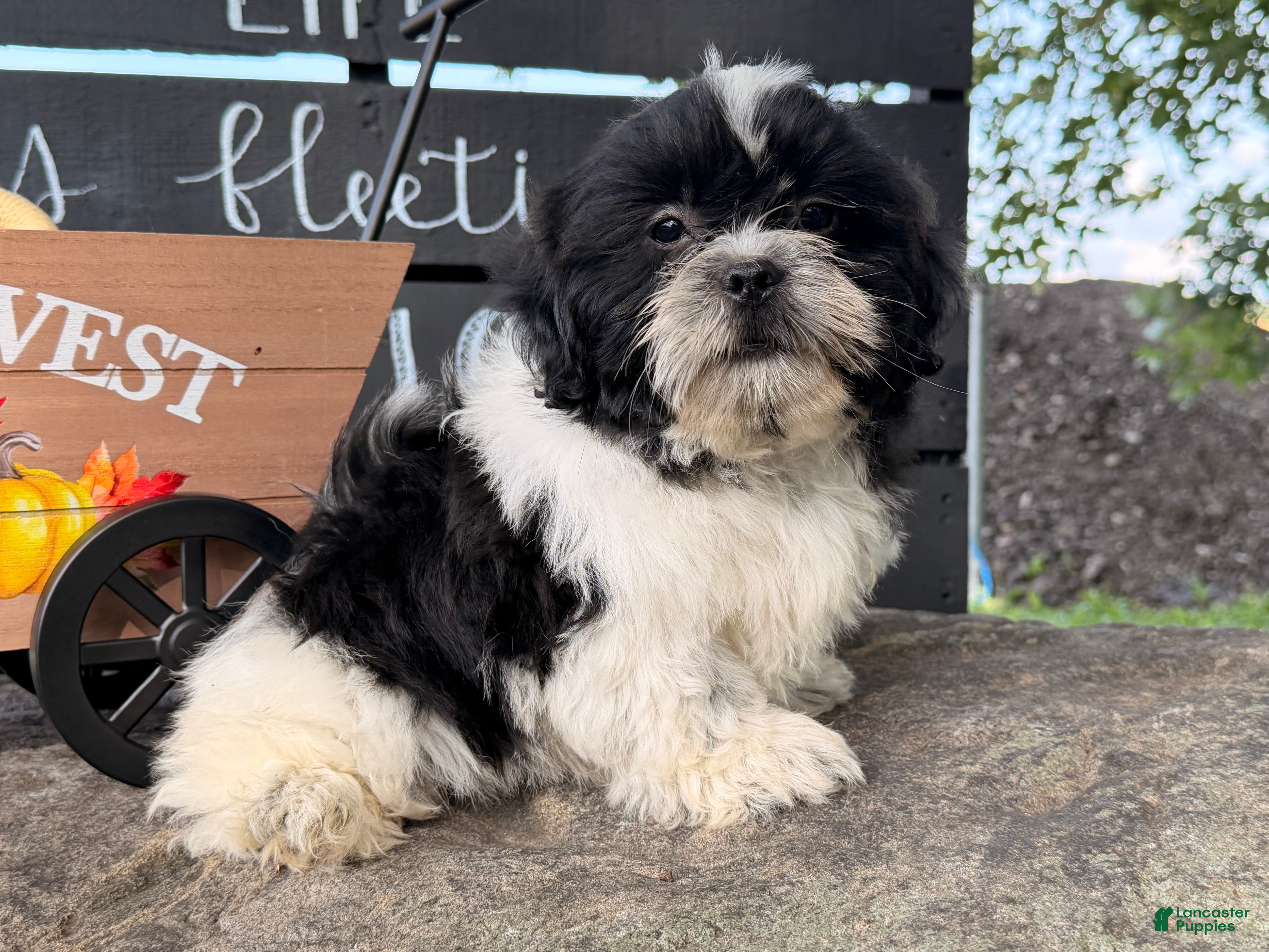Shih Tzu dogs Shane Shih Tzu  - Ad 2