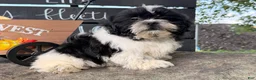 Shih Tzu dogs for sale: Shane Shih Tzu  - Ad 12