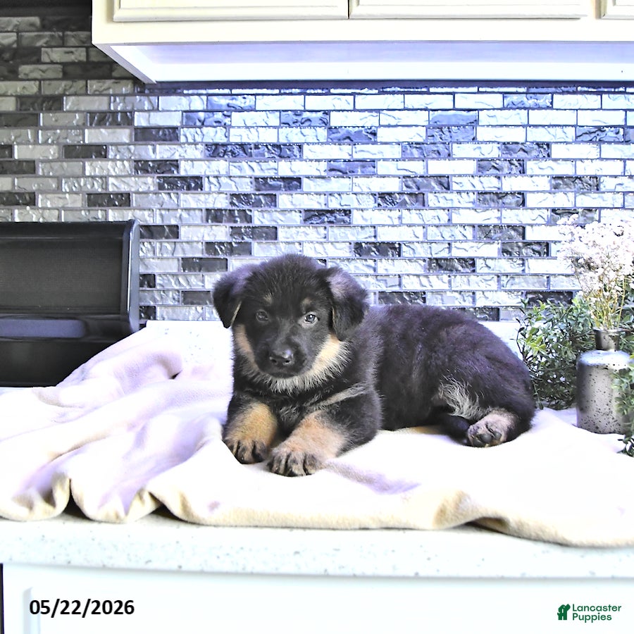 German Shepherd dogs Clover - Ad 1