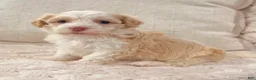 Havanese dogs for sale: Rayne - Ad 5