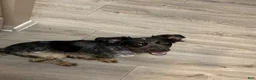 Mixed Breed dogs for sale: Cookie - Ad 4