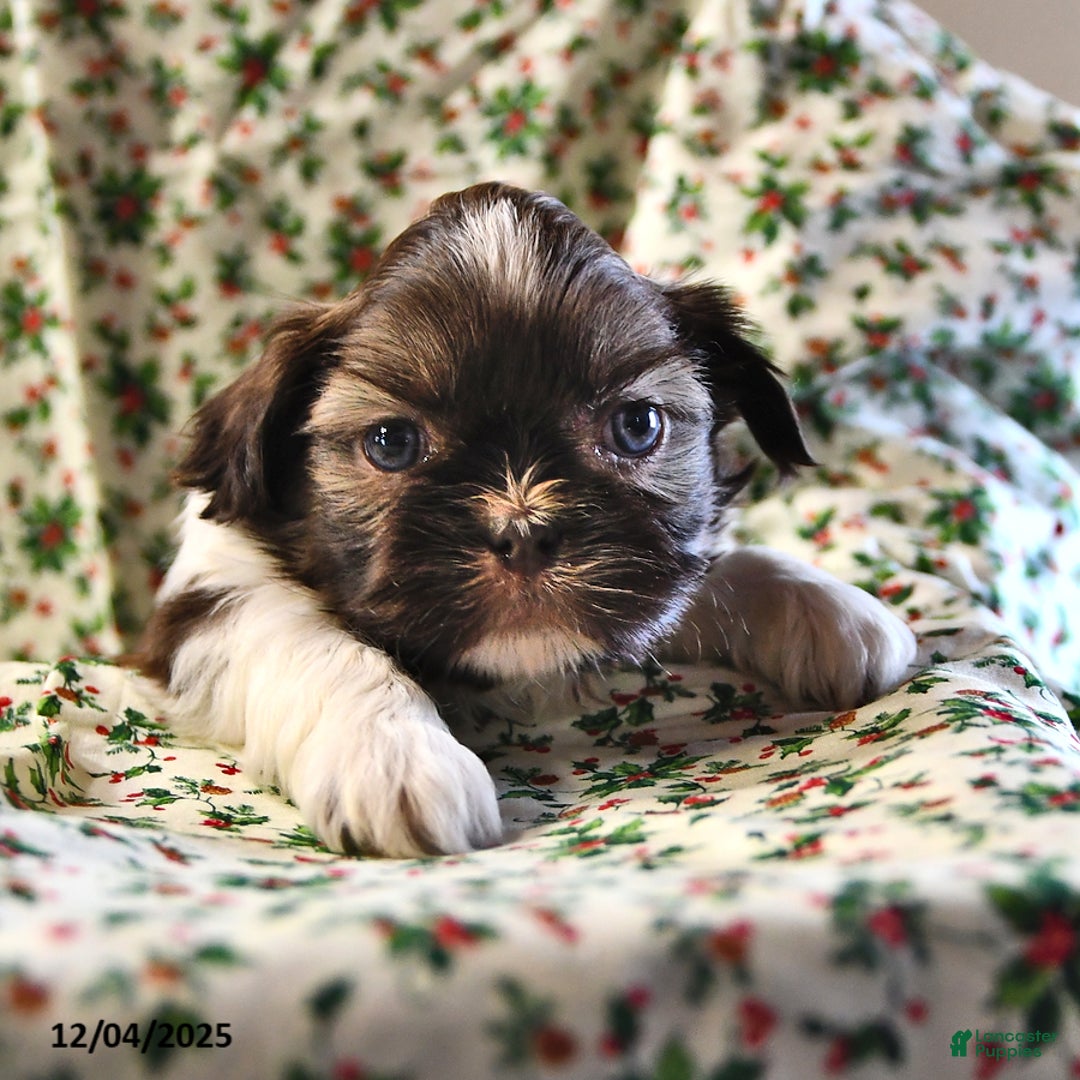 Shih Tzu dogs for sale: Mace - Ad 4