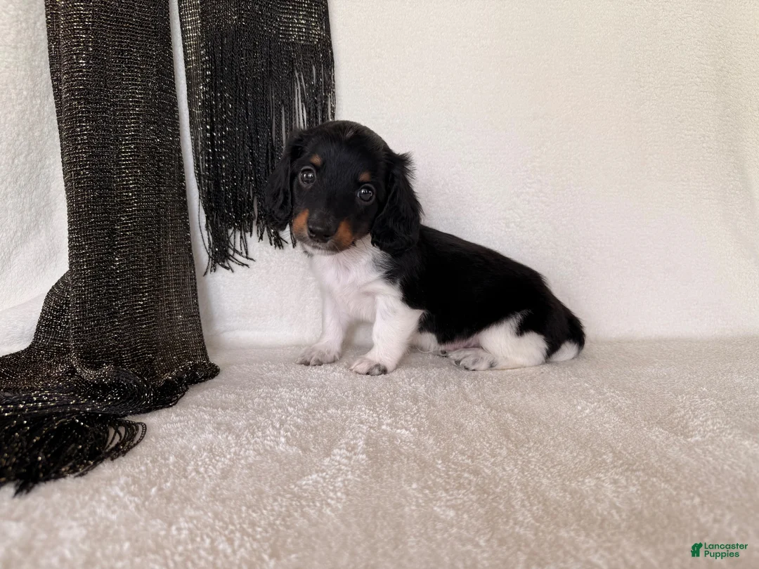 Miniature Dachshund dogs for sale: Matson - Ad 9