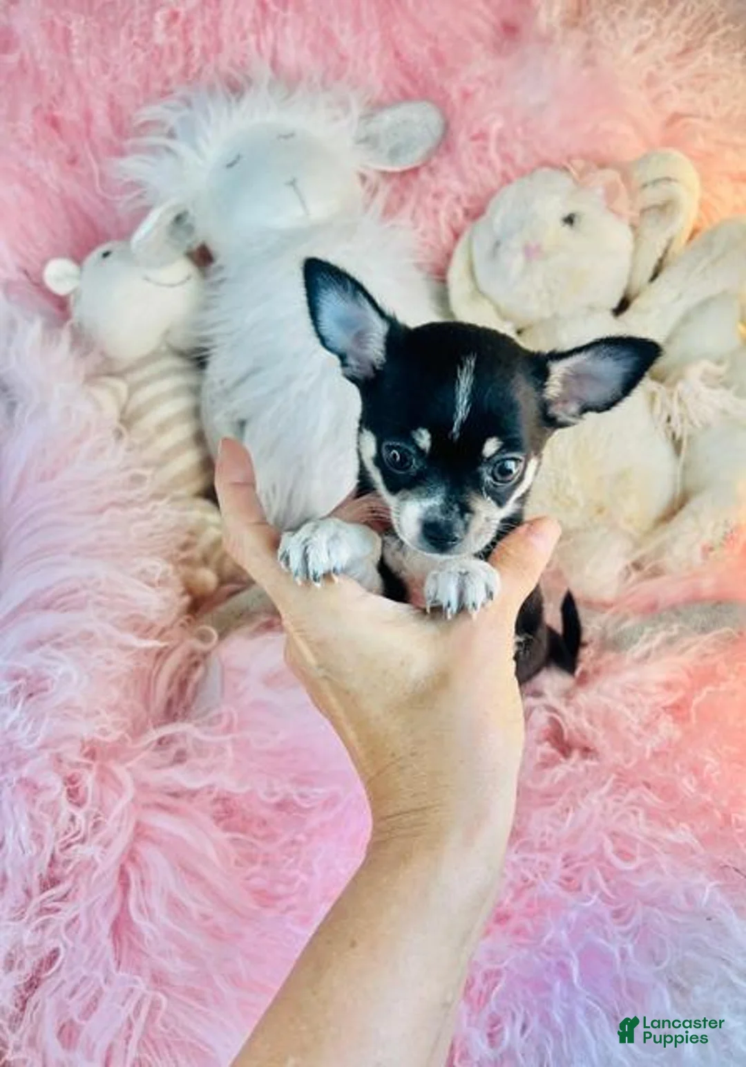 Chihuahua dogs for sale: Chihuahua 1 - Ad 4