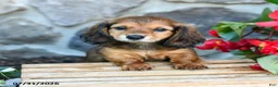 Miniature Dachshund dogs for sale: Lance  - Ad 2