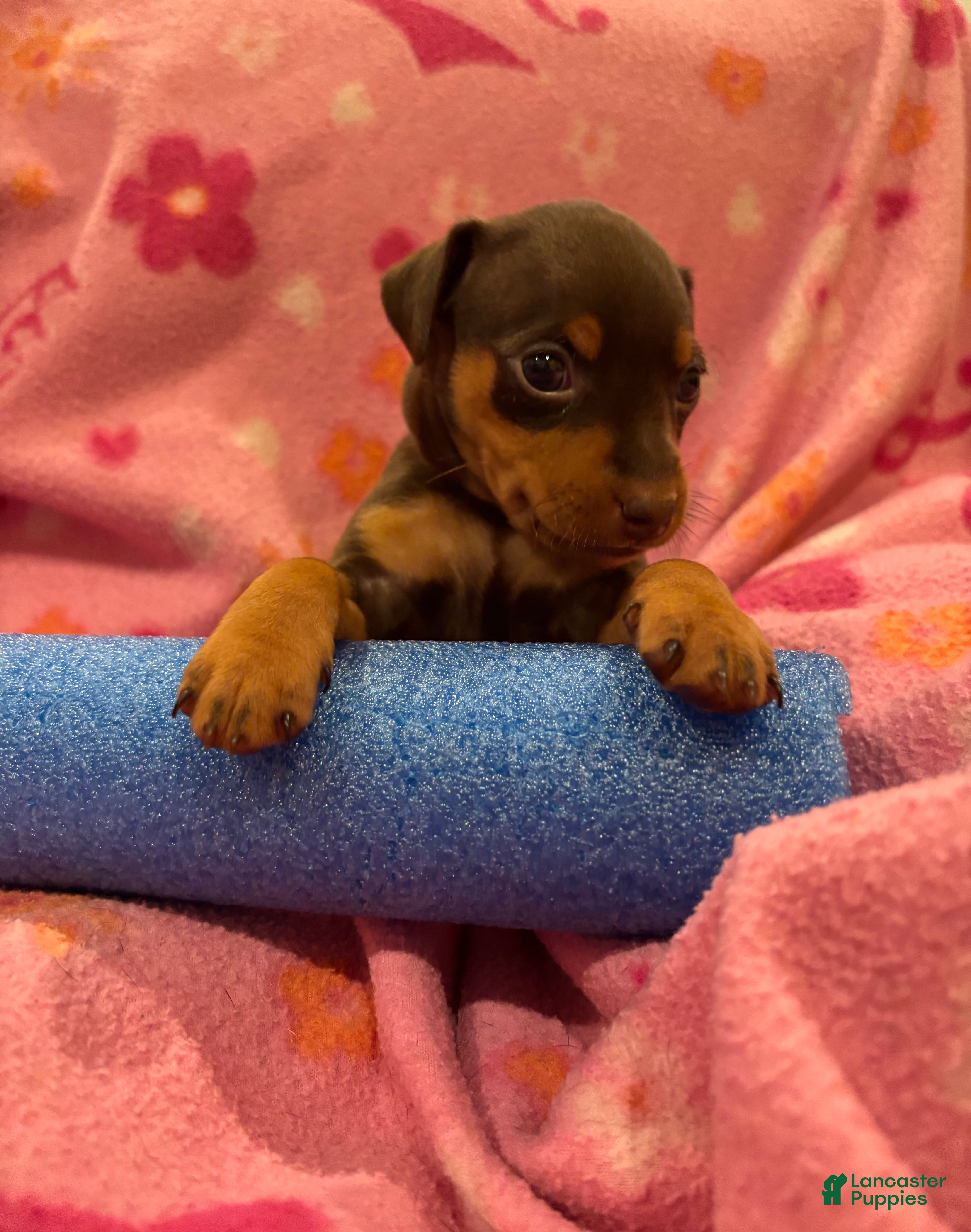 Miniature Pinscher dogs Miniature Pinscher Puppy 5 - Ad 18