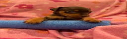 Miniature Pinscher dogs for sale: Queen  - Ad 10