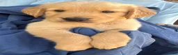 Golden Retriever dogs for sale: Kobo - Ad 4