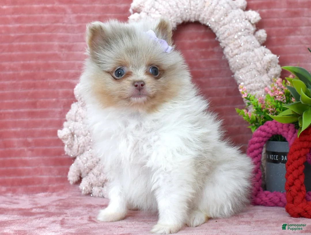 Pomeranian dogs for sale: Lexi - Ad 3