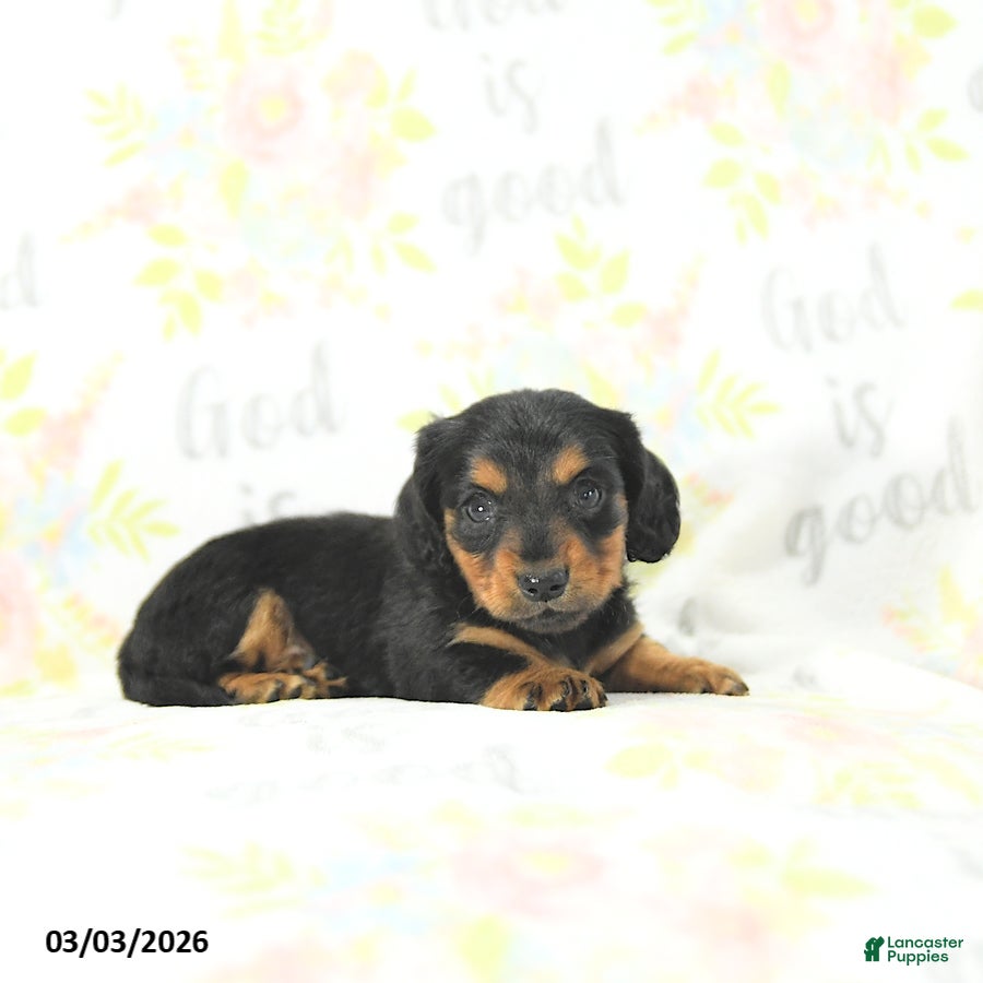 Miniature Dachshund dogs Samson - Ad 1