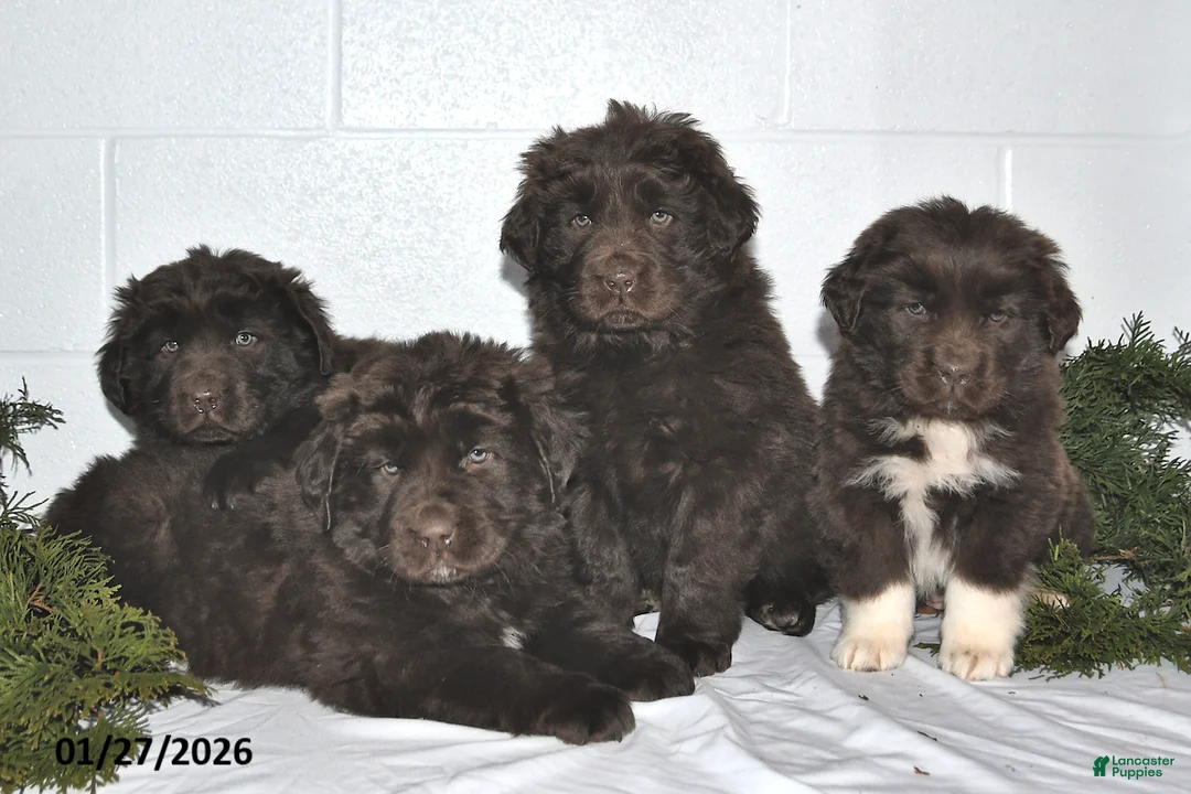 Newfoundland dogs for sale: Macy - Ad 3