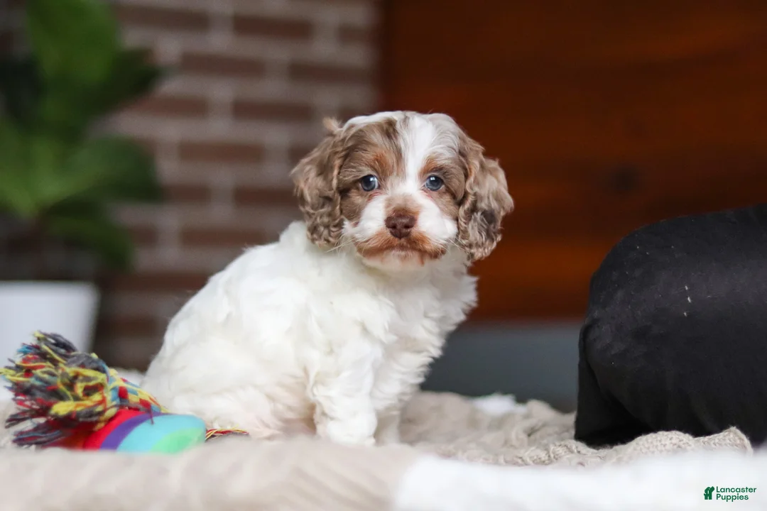 Cockapoo dogs for sale: Sage - Ad 2