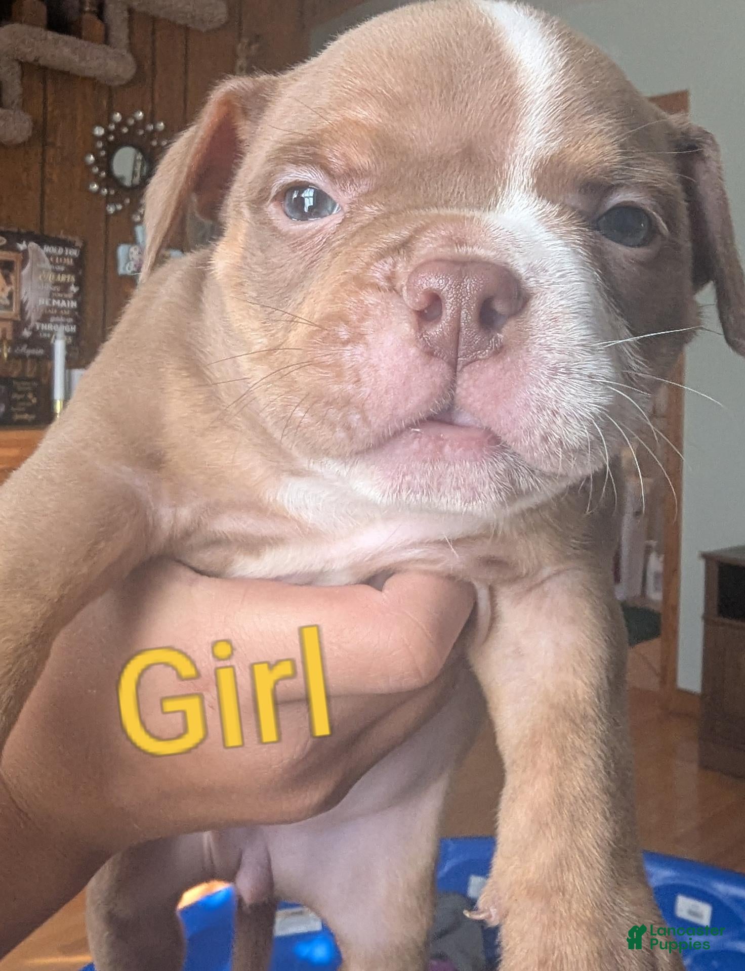 American Bully dogs for sale: American Bully 6 - Ad 33