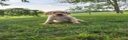 Labrador Retriever dogs for sale: Cody - Ad 2