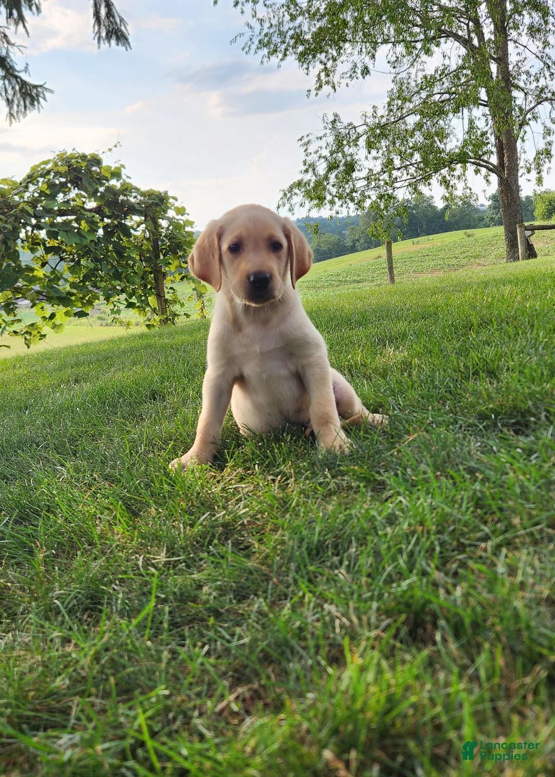 Labrador Retriever dogs for sale: Cody - Ad 2