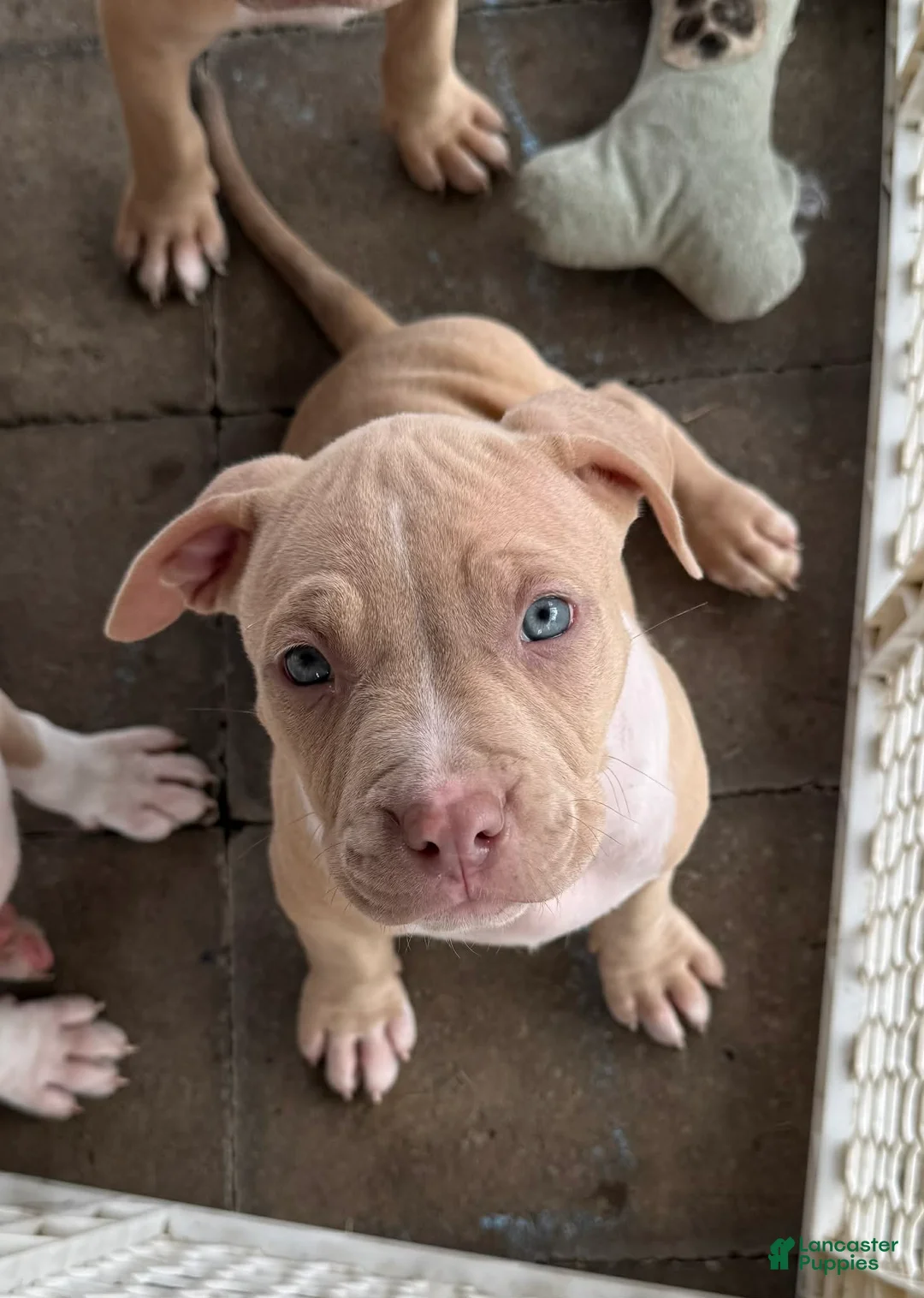 Mixed Breed dogs for sale: Mixed Breed Puppy 2 - Ad 1