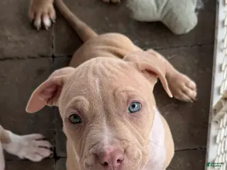 Mixed Breed dogs Mixed Breed Puppy 2 - Ad 7