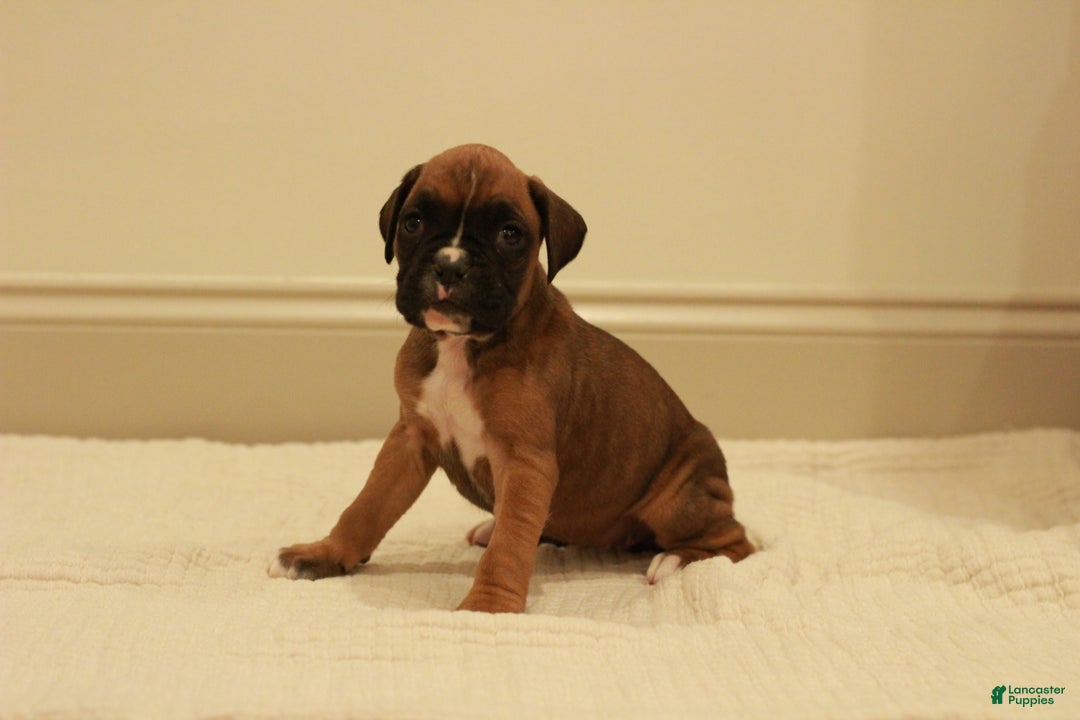 Boxer dogs for sale: Flora - Ad 2