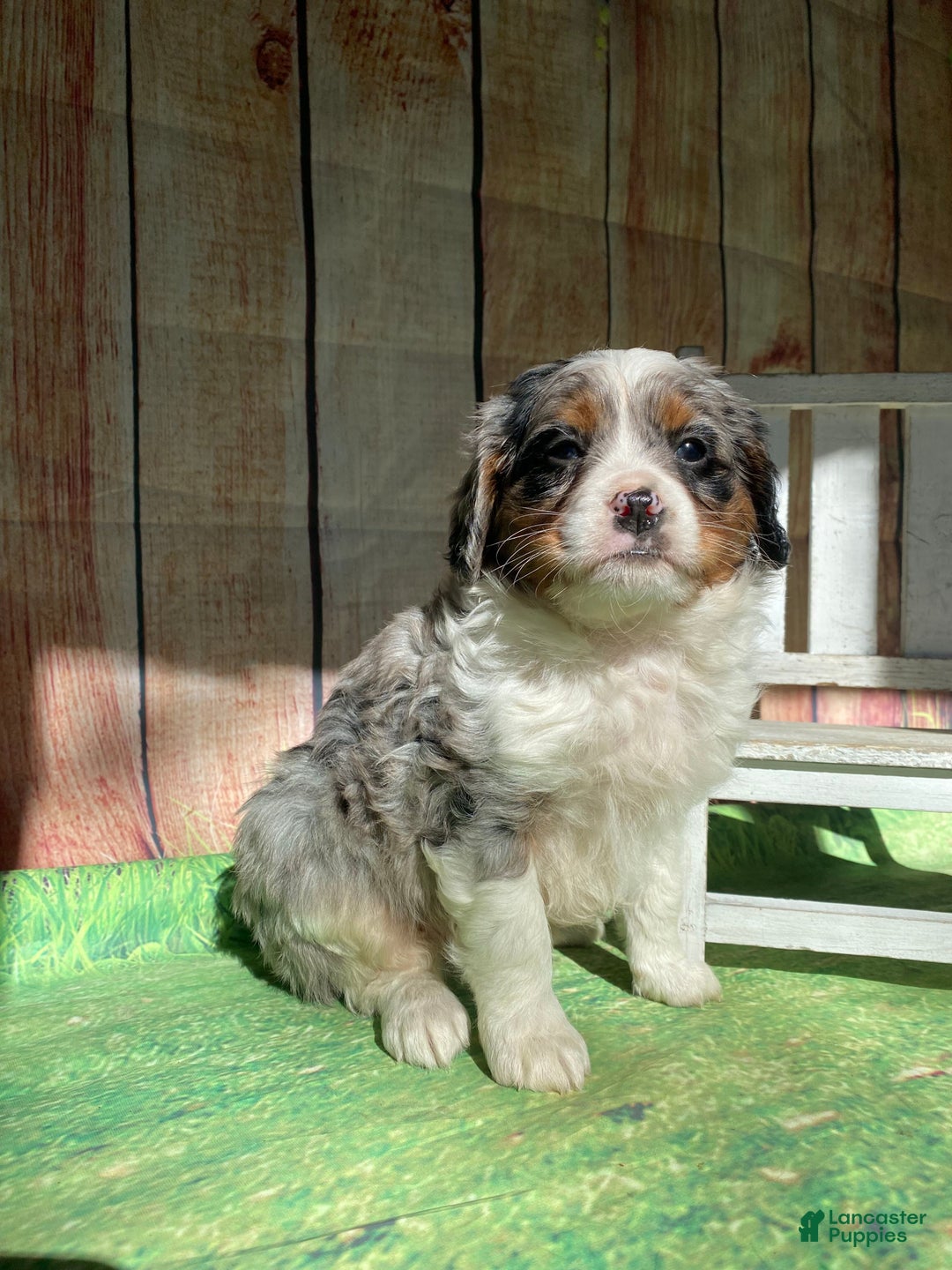 Mini Bernedoodle dogs for sale: Montana - Ad 5