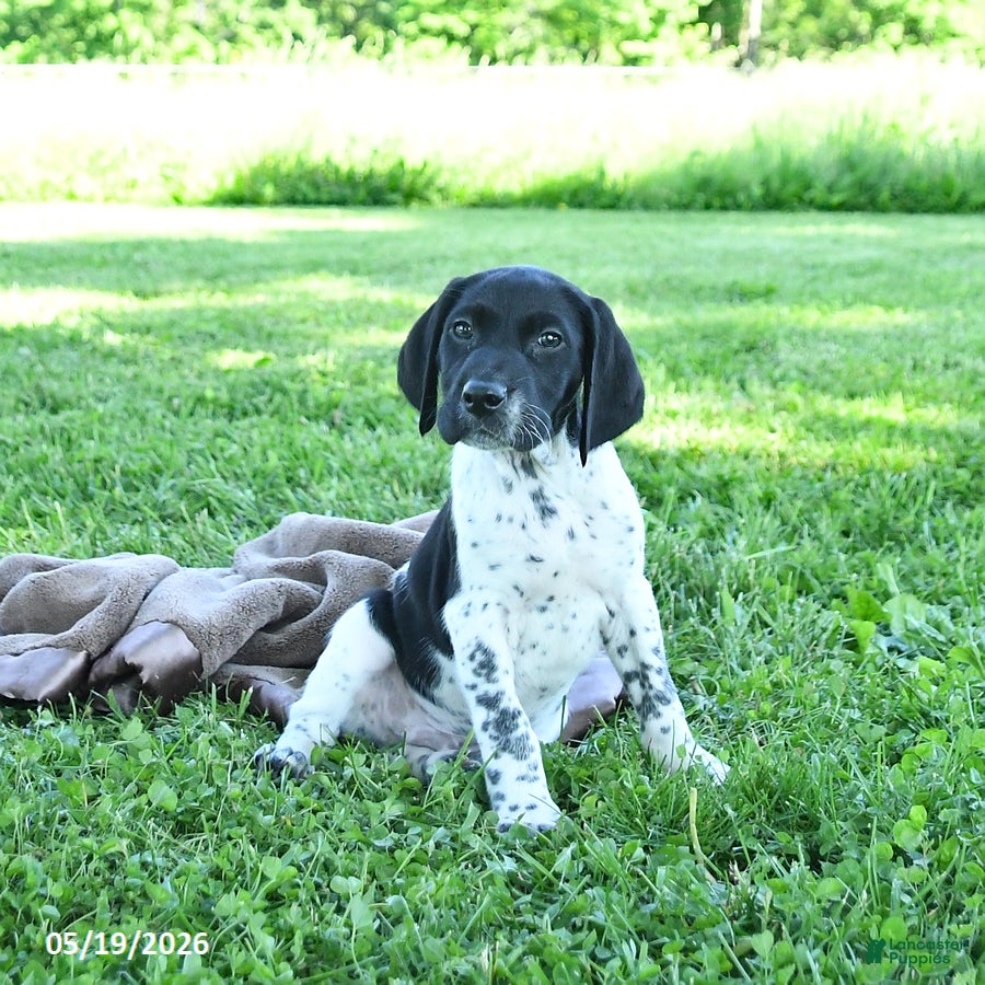 German Shorthaired Pointer dogs Gus - Ad 2