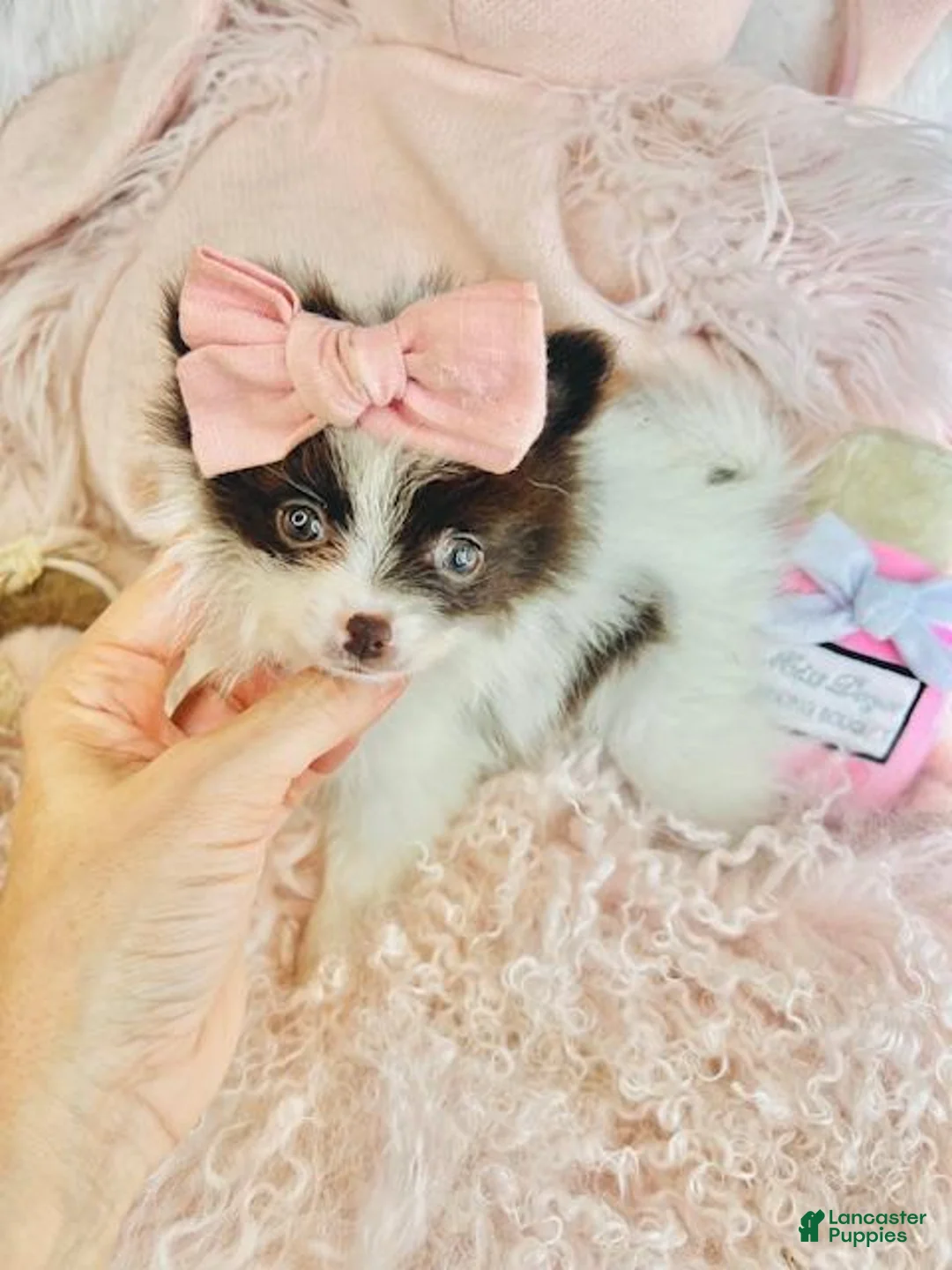 Pomeranian dogs for sale: Pomeranian Puppy 1 - Ad 2