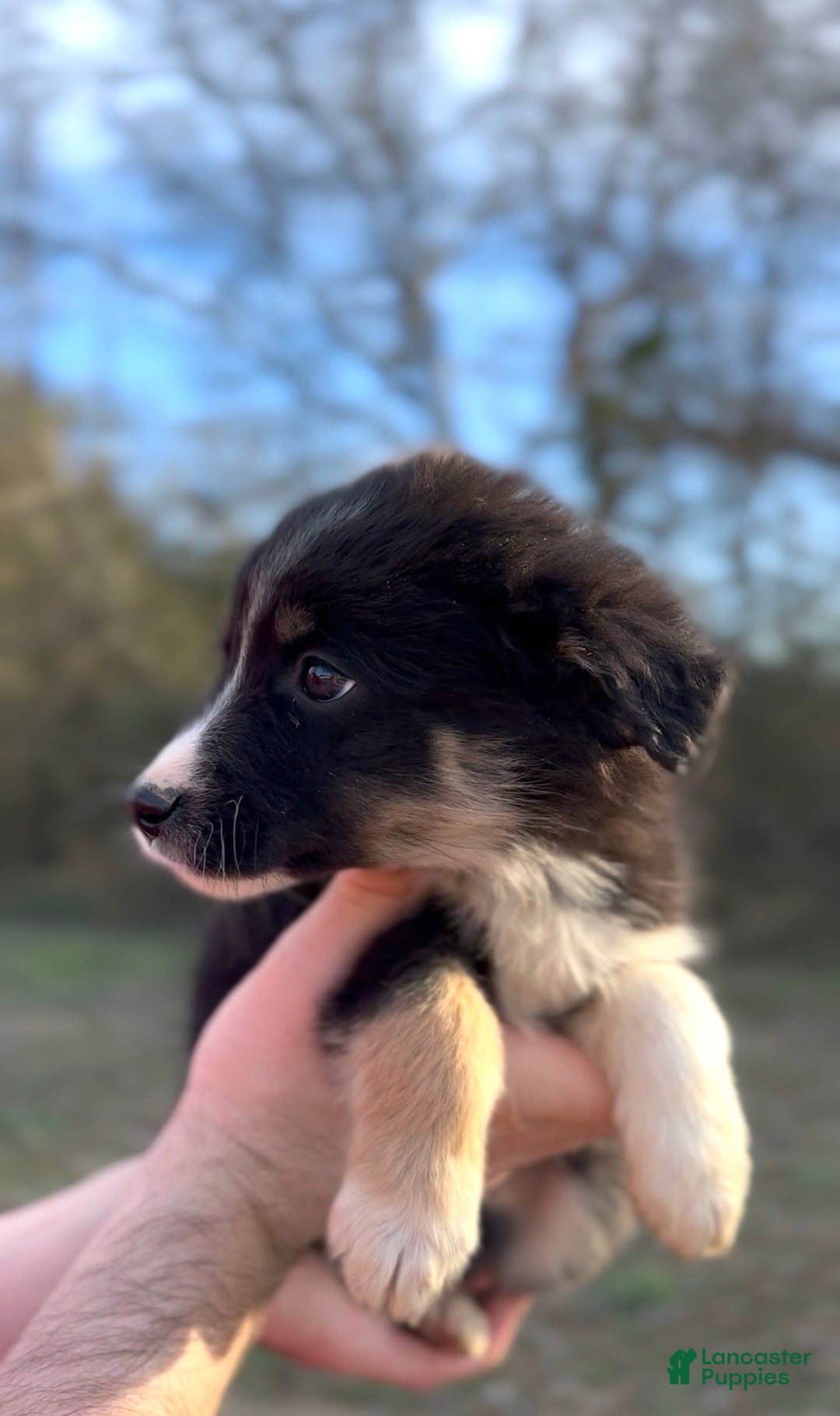 Miniature Australian Shepherd dogs for sale: Nova - Ad 4