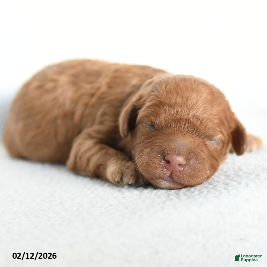 Cavapoo dogs Bailey - Ad 3