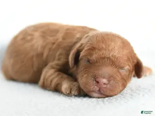 Cavapoo dogs Bailey - Ad 3