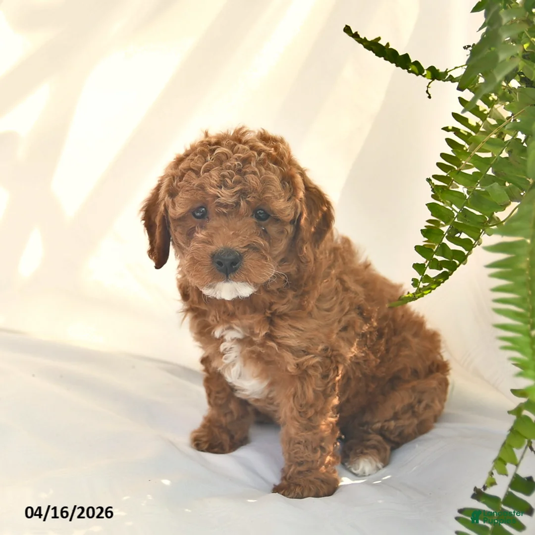 Miniature Poodle dogs for sale: Roo   - Ad 2