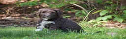 Portuguese Water Dog dogs for sale: Maggie - Ad 9