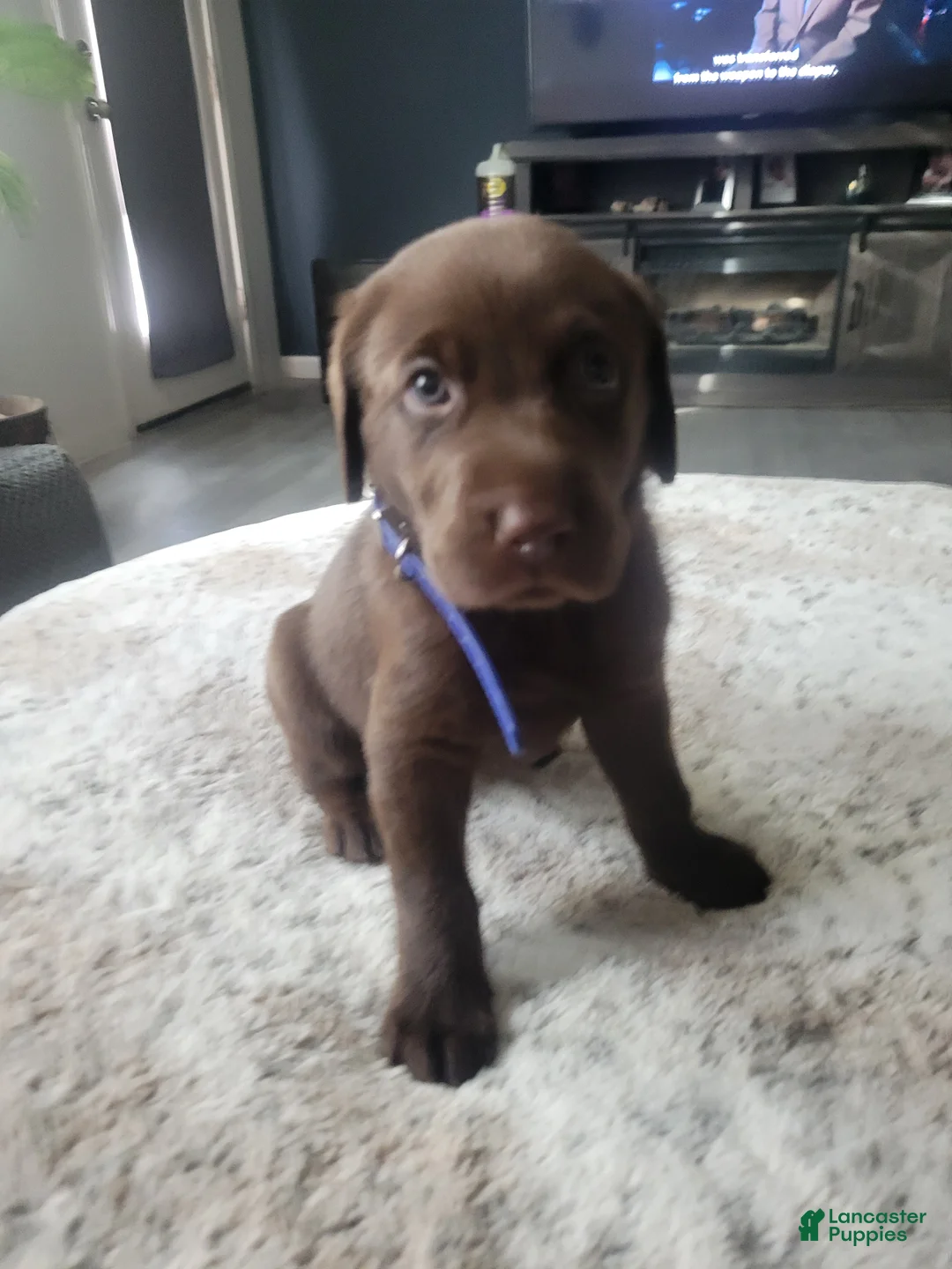 Labrador Retriever dogs for sale: Labrador Retriever Puppy 1 - Ad 1