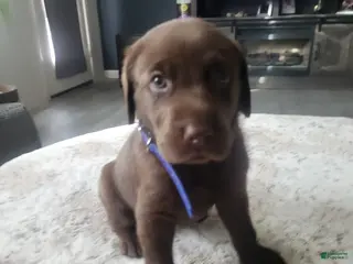 Labrador Retriever dogs Labrador Retriever Puppy 1 - Ad 10