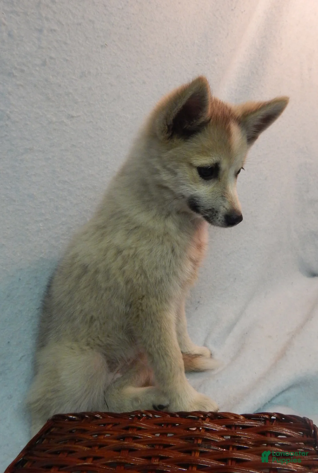 Pomsky dogs for sale: Macy - Ad 3