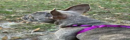 French Bulldog dogs for sale: Sadie  - Ad 11