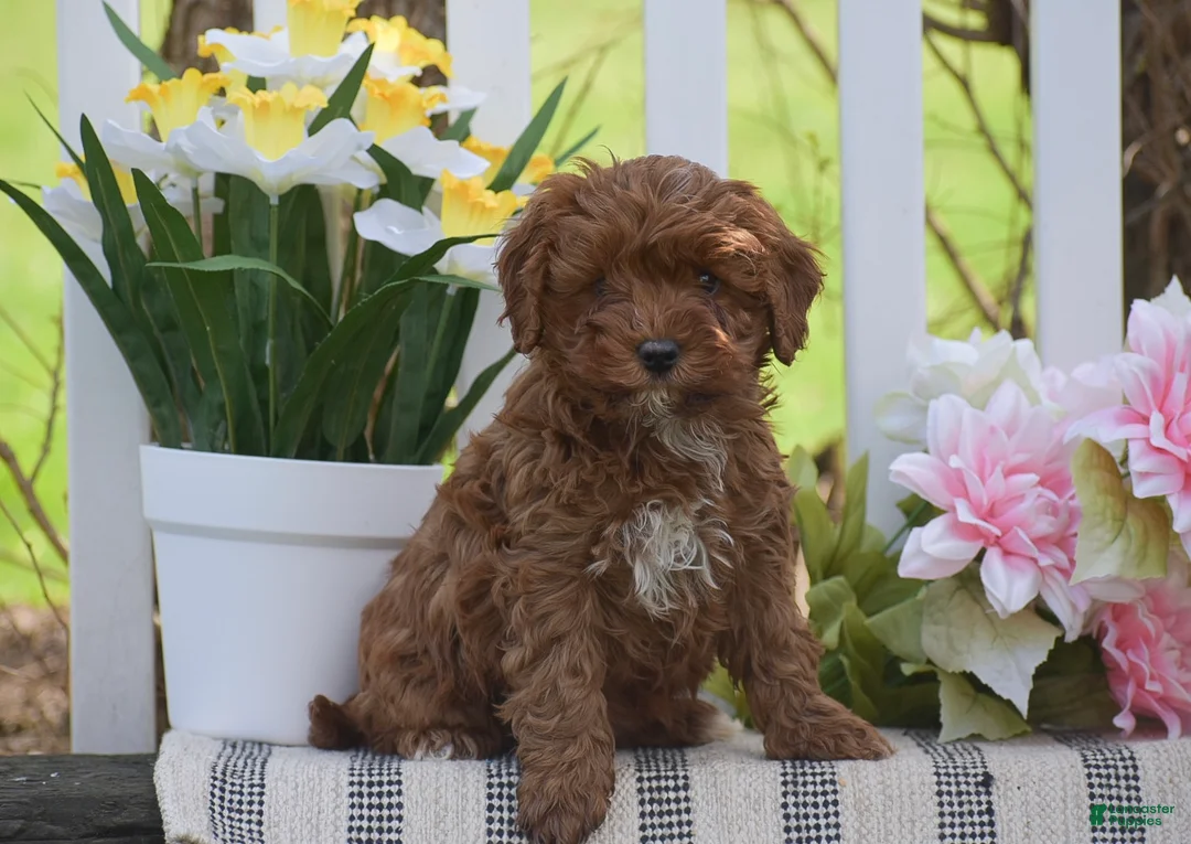 Cavapoo dogs for sale: Sophia - Ad 1