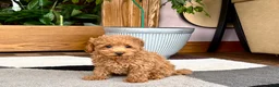 Maltipoo dogs for sale: Maltipoo 1 - Ad 6