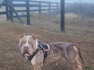 American Bully dogs GUY - Ad 10