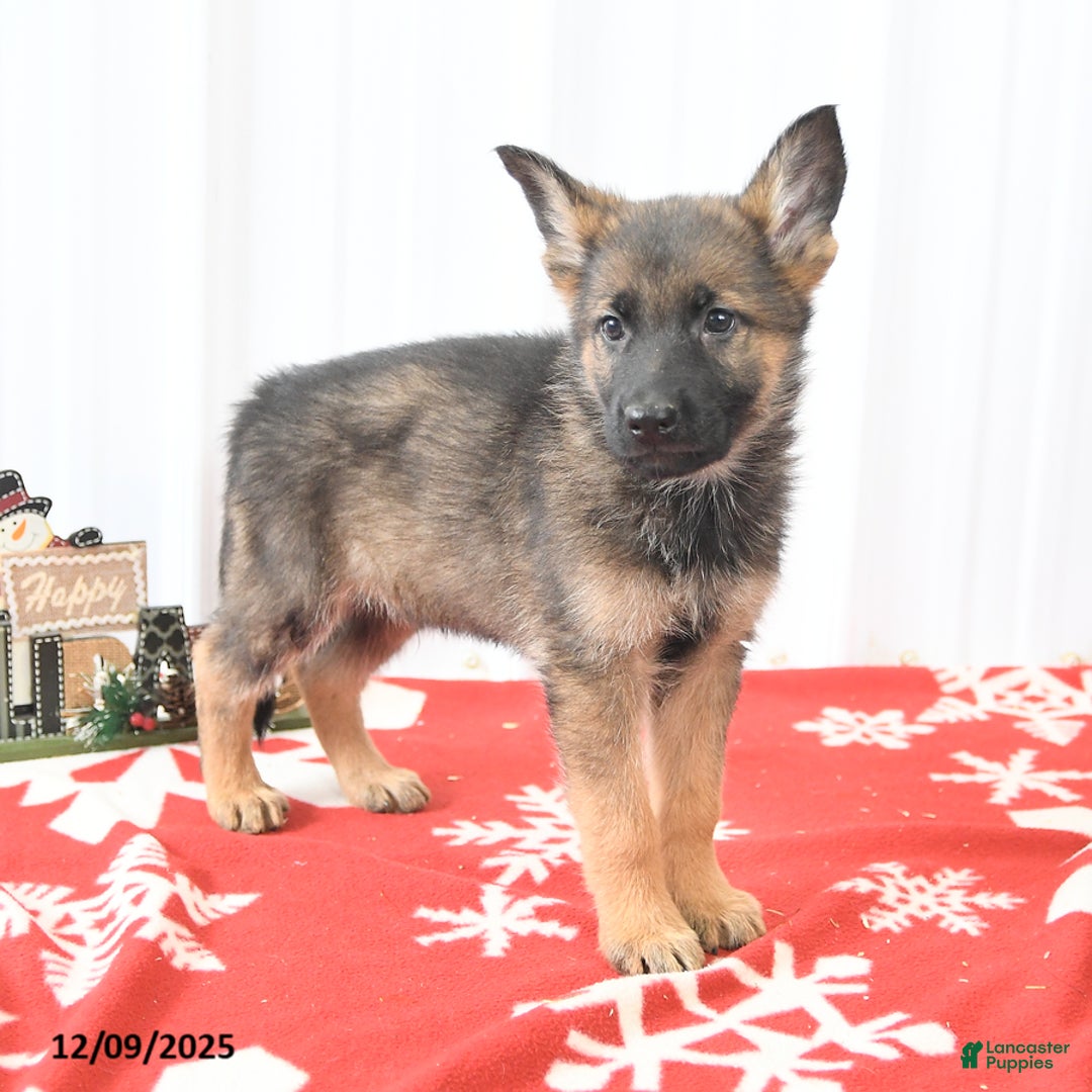 German Shepherd dogs for sale: Logo - Ad 3