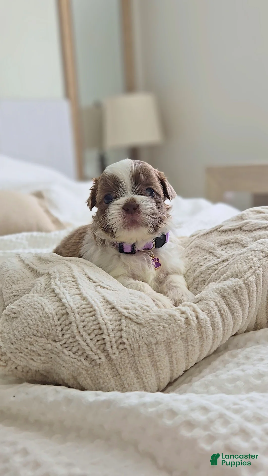 Shih Tzu dogs for sale: Millie - Ad 2