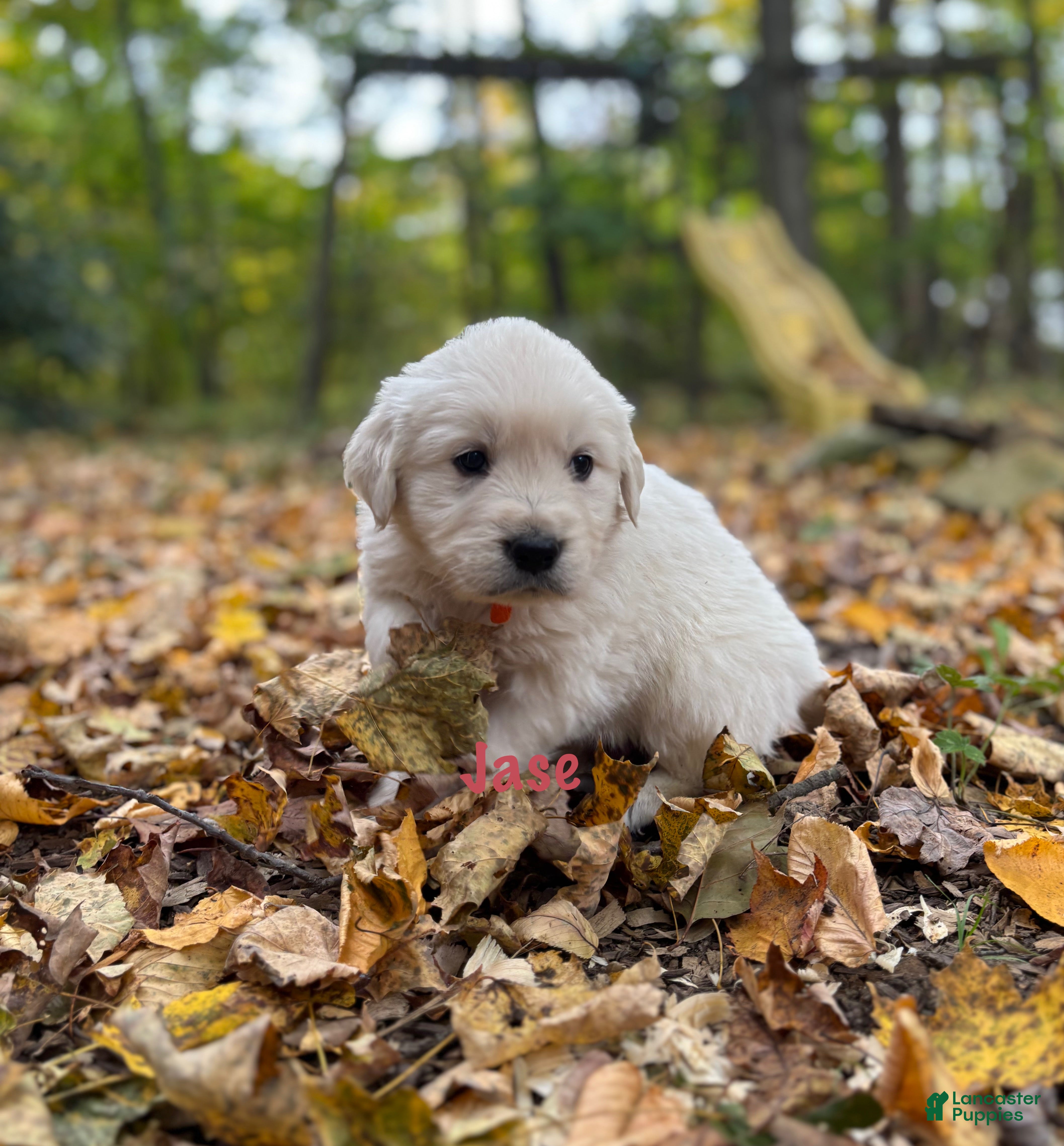 Golden Retriever dogs Jase - Ad 35