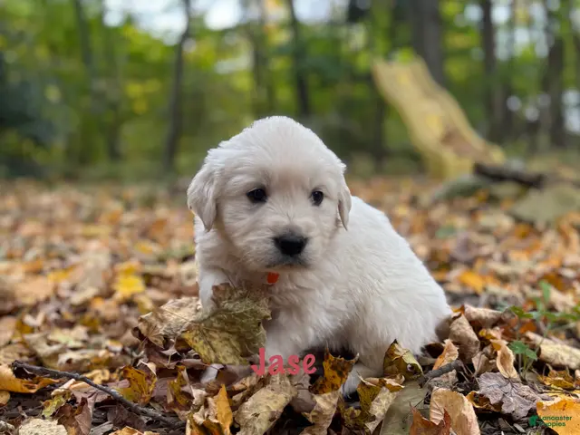 Golden Retriever dogs Jase - Ad 35