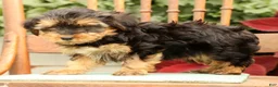 Morkie dogs for sale: DJ - Ad 9
