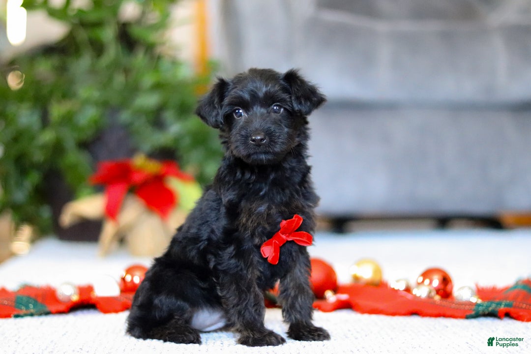Yorkiepoo dogs for sale: Aden - Ad 1