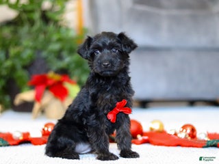 Yorkiepoo dogs Aden - Ad 17