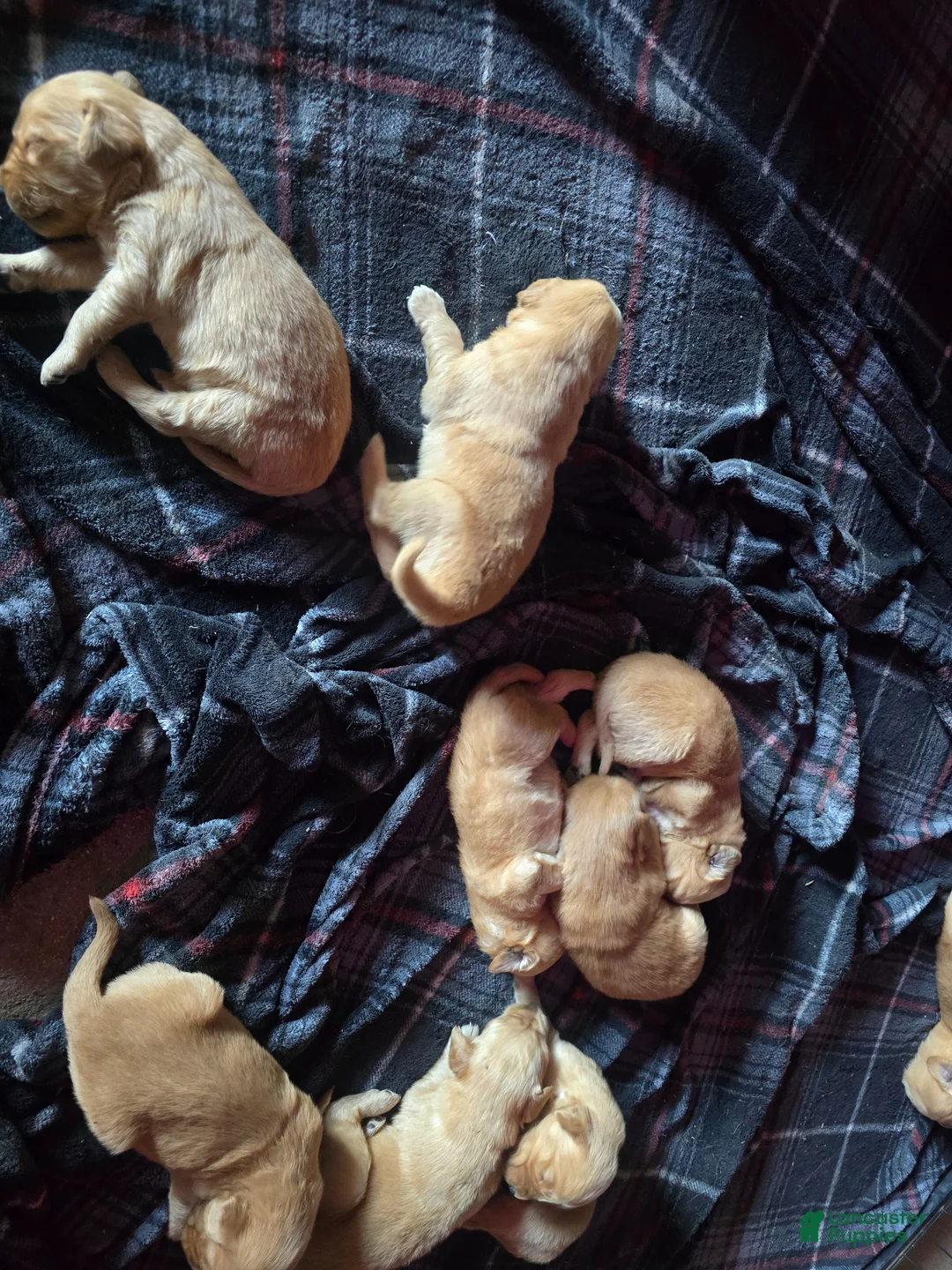 Golden Retriever dogs for sale: Golden Retriever Puppy 4 - Ad 3